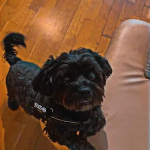 Hostel Black Dog Budapest